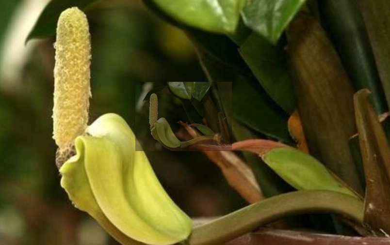 金錢樹開花意義