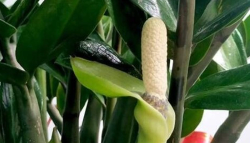 金錢樹開花照顧