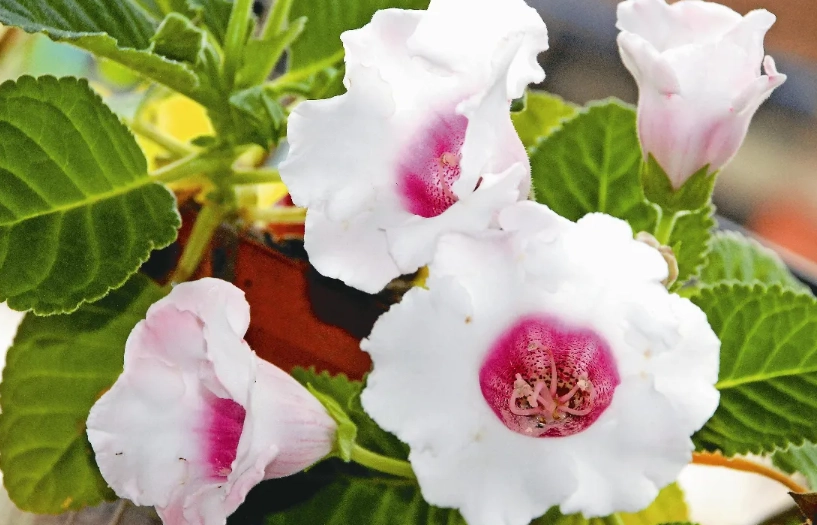 大岩桐開花後護理