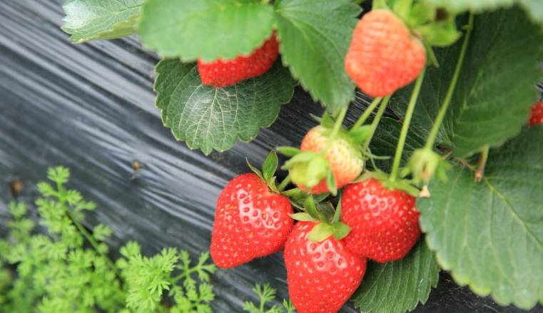 草莓栽培時機