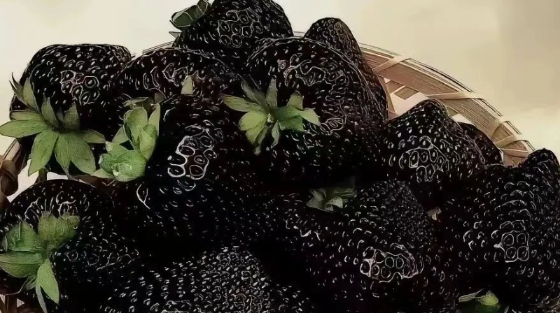 黑金剛草莓營養 黑金剛草莓營養