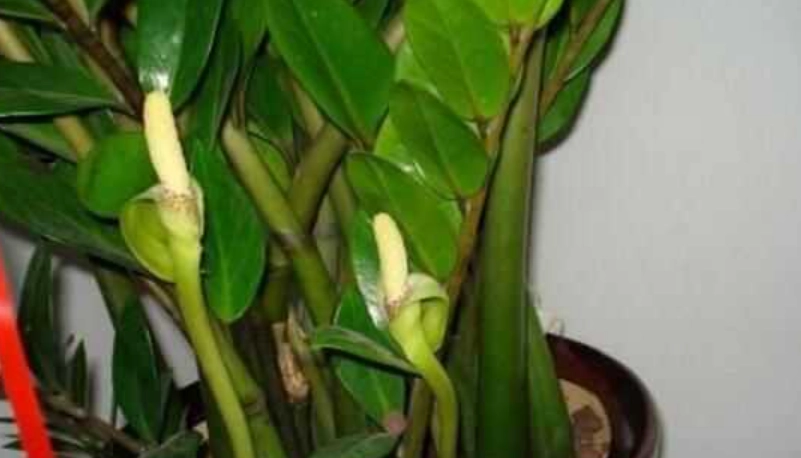 金錢樹開花意義