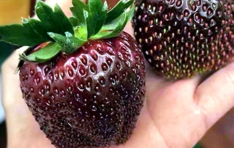 黑金剛草莓營養 黑金剛草莓營養