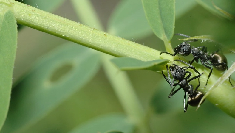 自然防治螞蟻