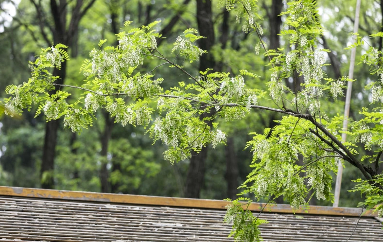 富貴樹澆水頻率