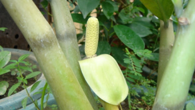 金錢樹開花照顧