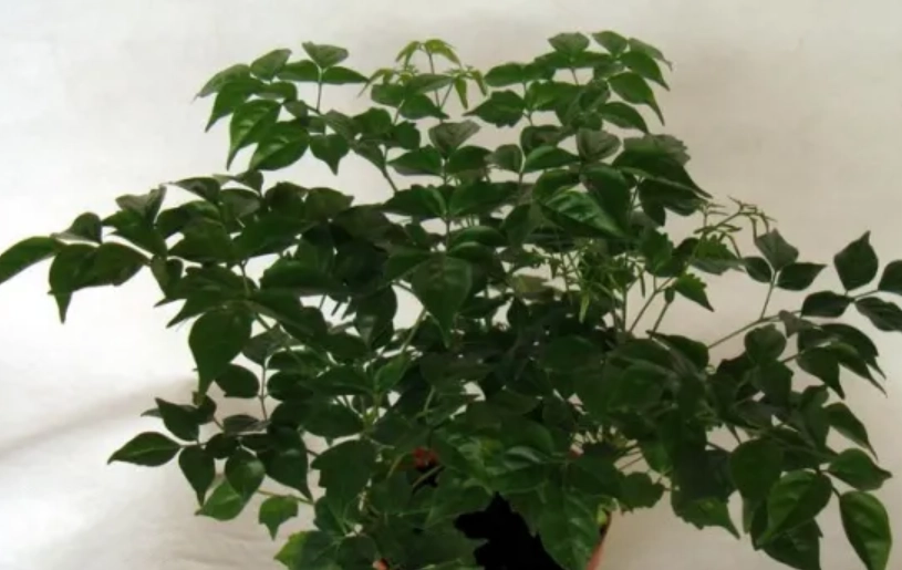 富貴樹澆水注意事項