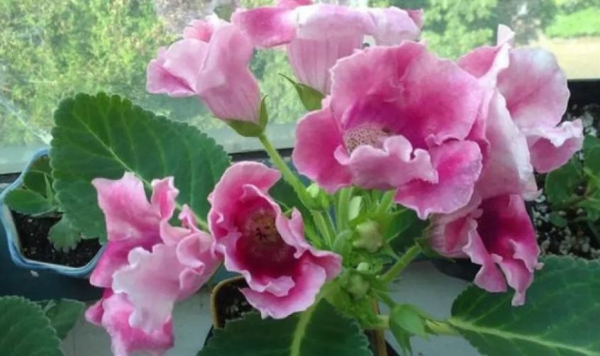 大岩桐澆水頻率