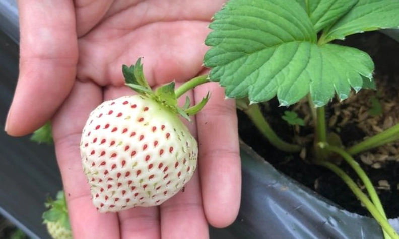 白草莓成熟判斷