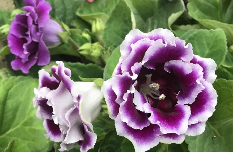 大岩桐澆水頻率