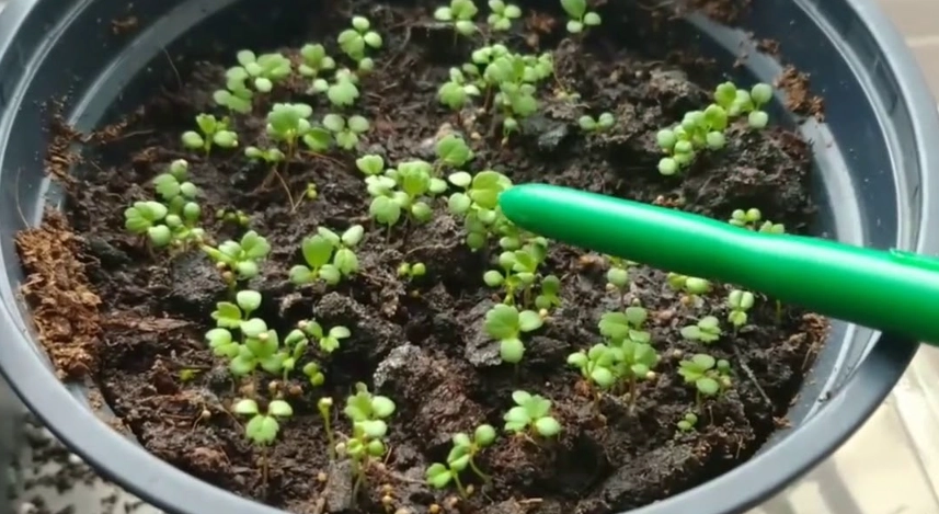 草莓籽發芽技巧