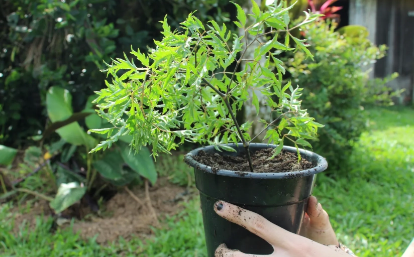 富貴樹澆水注意事項
