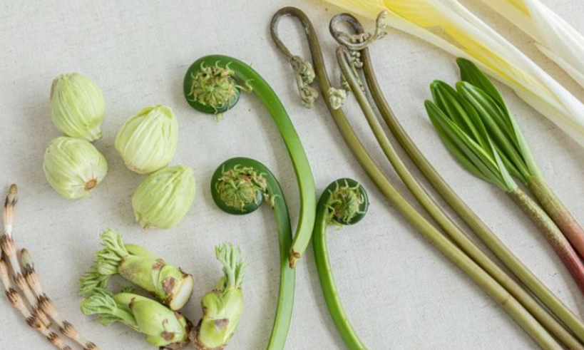 蕨類營養價值 蕨類營養價值