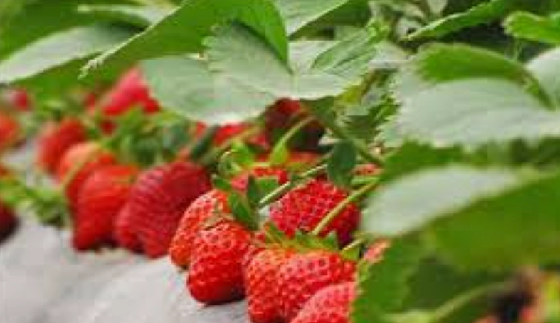 台灣草莓種植