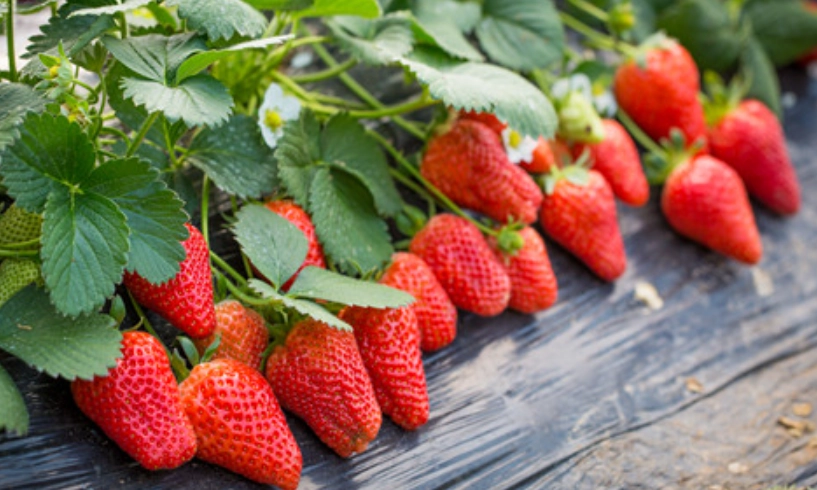 草莓怎麼看熟不熟