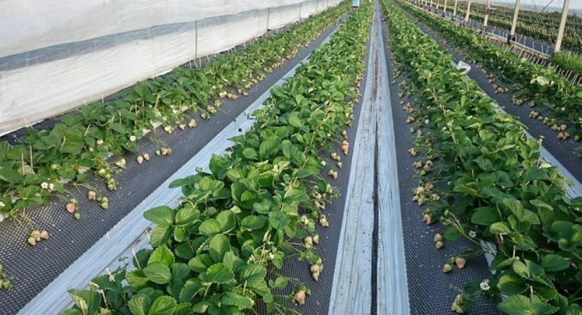 黑金剛草莓種植 黑金剛草莓種植