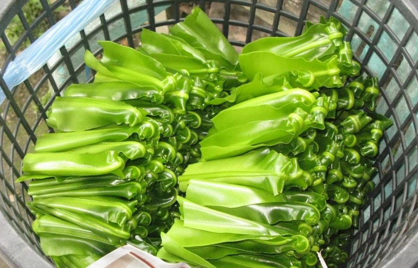 蕨類營養價值 蕨類營養價值