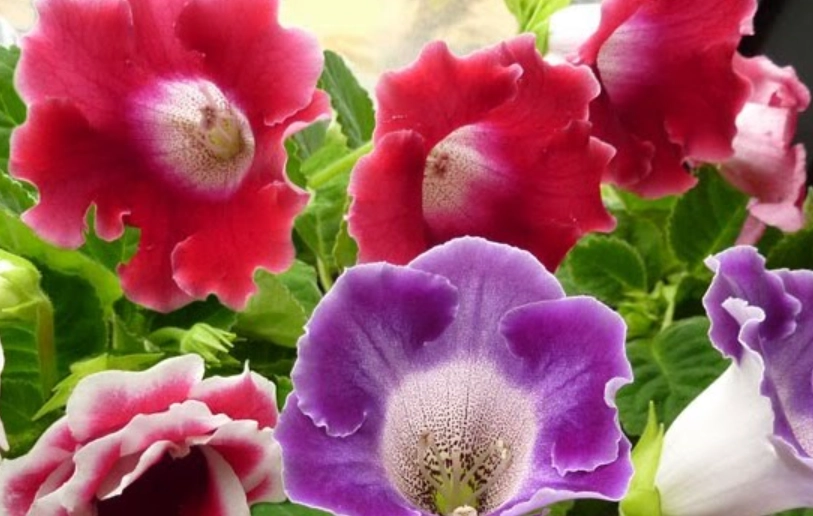 大岩桐開花後護理