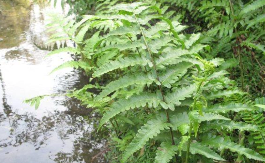 蕨類烹飪方法 蕨類烹飪方法