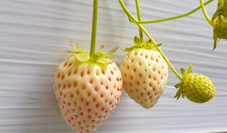 白草莓種植技巧
