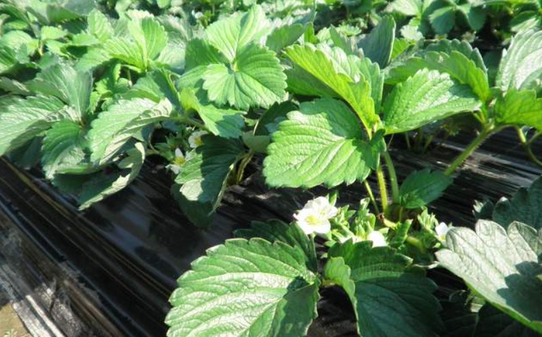 草莓開花肥料