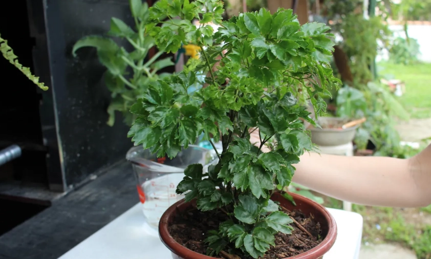 富貴樹澆水頻率