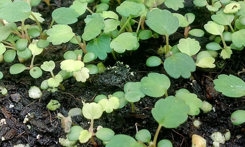 草莓籽發芽技巧