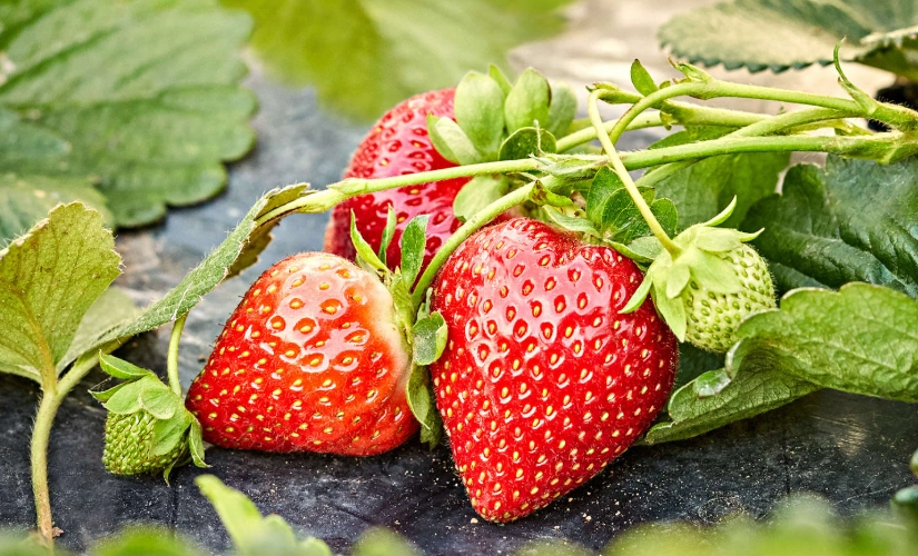 草莓籽發芽技巧