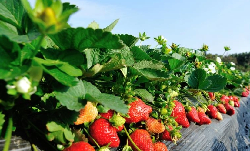 台灣草莓種植