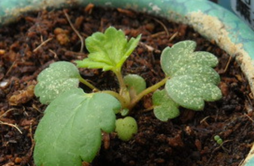 草莓籽發芽技巧