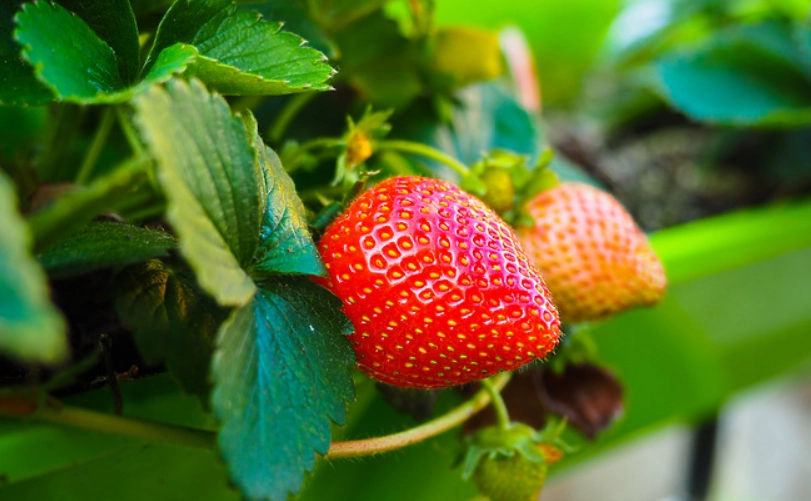草莓種植方法