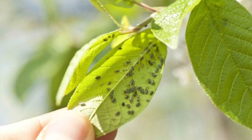 植物蚜蟲處理 植物蚜蟲處理