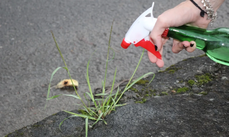 小蘇打除草秘訣 小蘇打除草秘訣