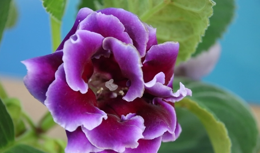 大岩桐顏色栽培