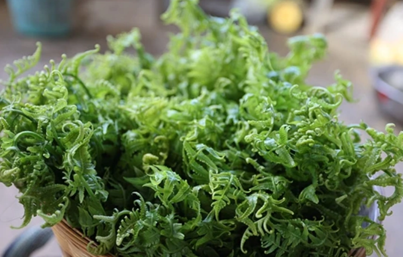 蕨菜毒性 蕨菜毒性