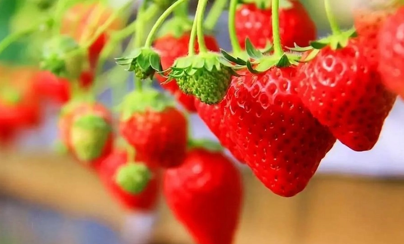 草莓挑選技巧