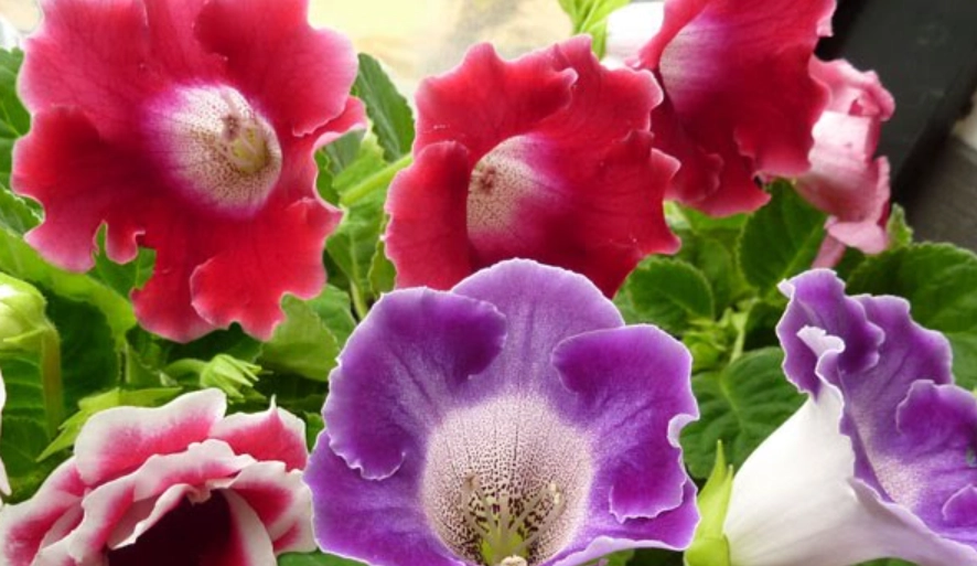 大岩桐顏色栽培