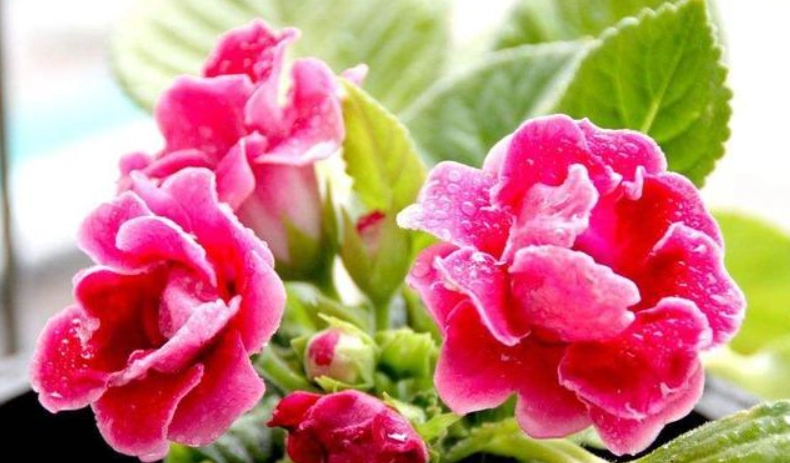 大岩桐顏色栽培