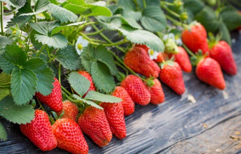 紅顏草莓營養