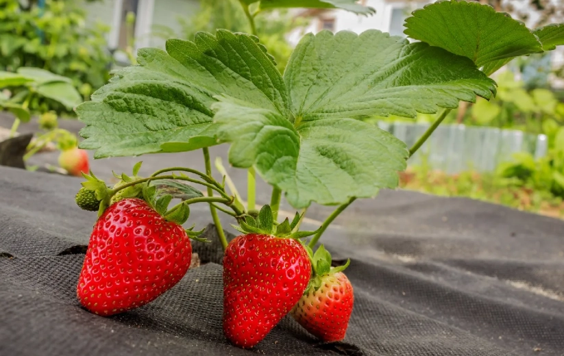草莓種植技巧 草莓種植技巧