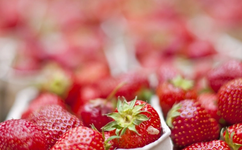 草莓種植技巧 草莓種植技巧