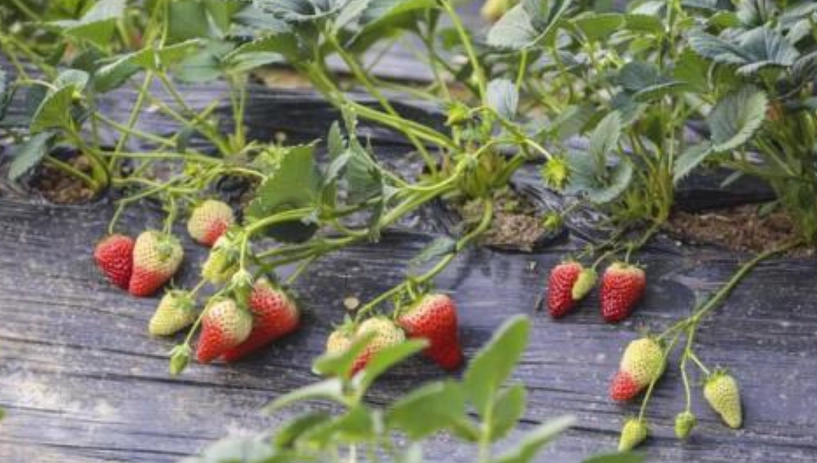 草莓病蟲害防治 草莓病蟲害防治