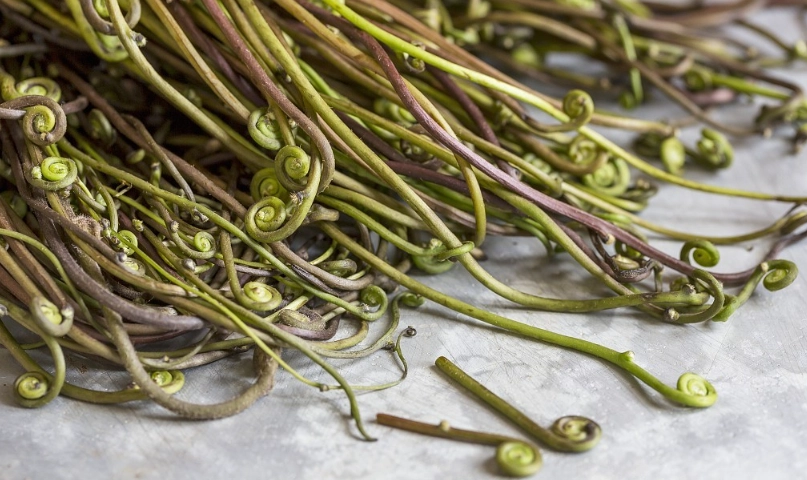 蕨菜安全食用 蕨菜安全食用