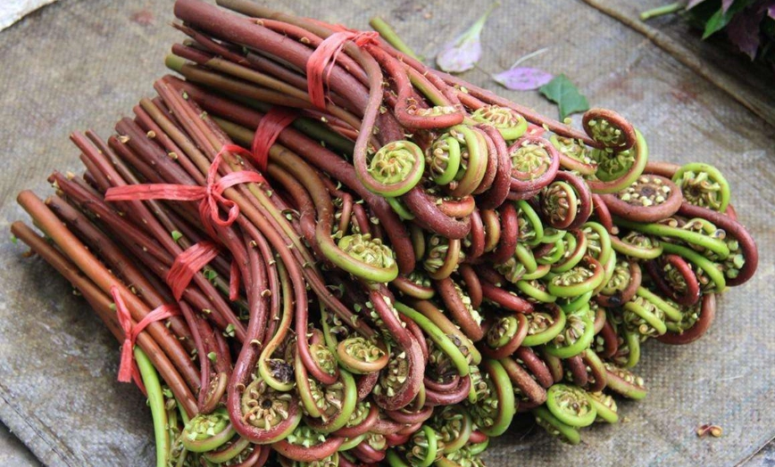 蕨菜毒性 蕨菜毒性