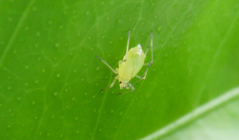 有機蚜蟲控制 有機蚜蟲控制