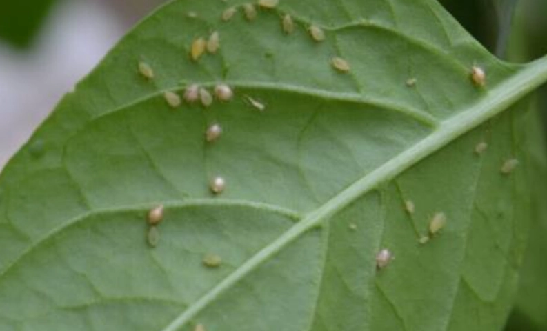 植物蚜蟲處理 植物蚜蟲處理