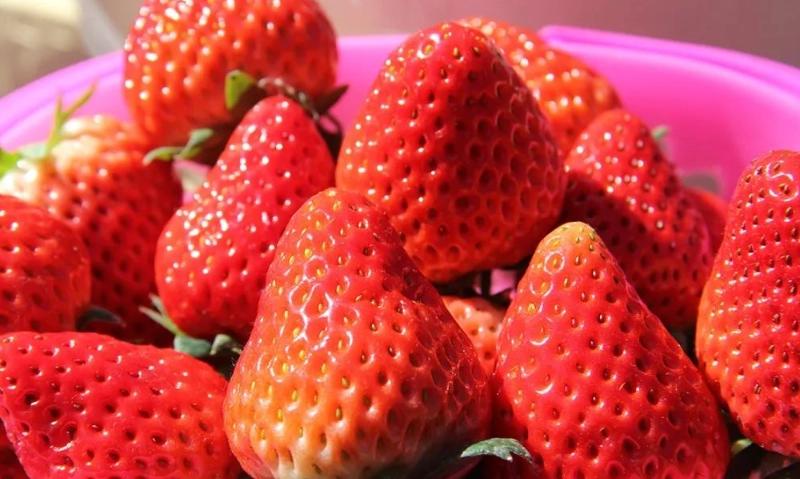 紅顏草莓營養
