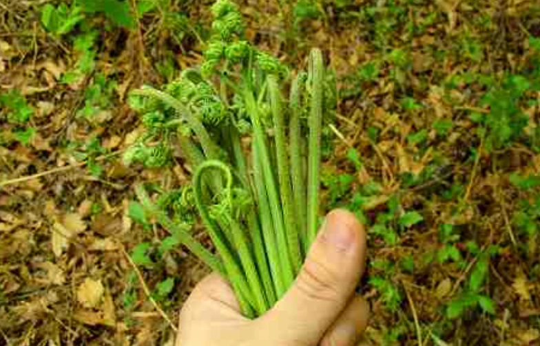 蕨菜毒性 蕨菜毒性