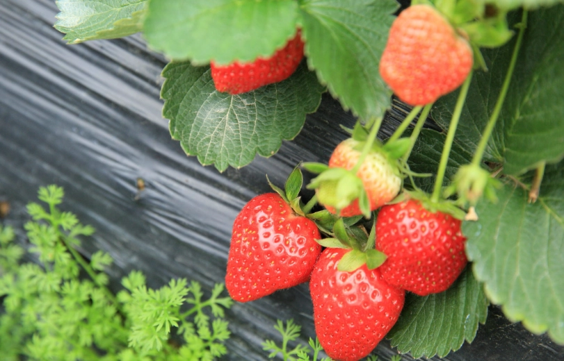 草莓病蟲害防治 草莓病蟲害防治