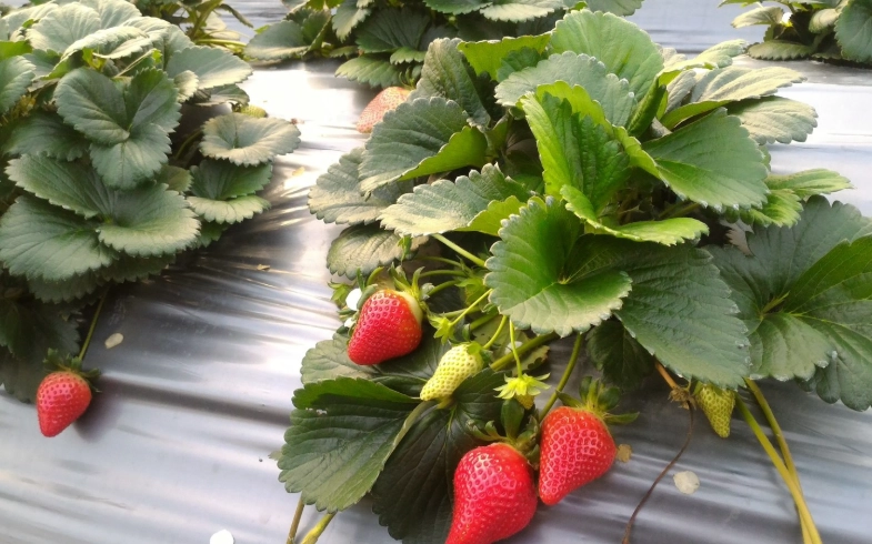 草莓種植技巧 草莓種植技巧